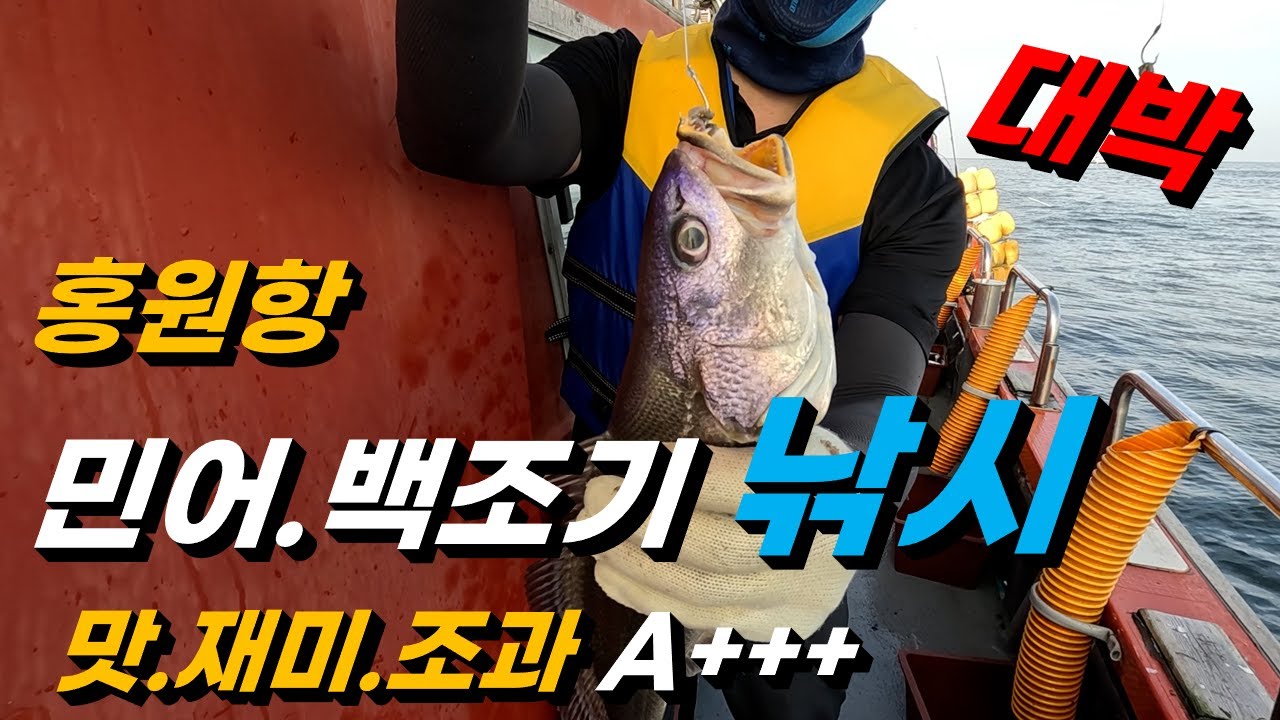 홍원항 민어.백조기 낚시 대박조황/여름이 제철. 백마리 백조기 재미있는 조행기