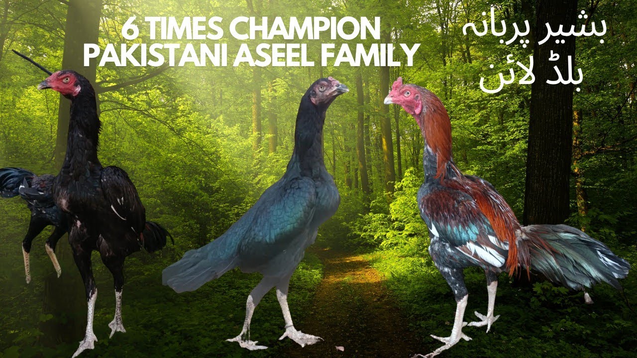 Pakistan Aseel 6 time winner | Basheer Purbana Aseel | Kamalia Aseel | Mianwali Aseel | Ganju Breed