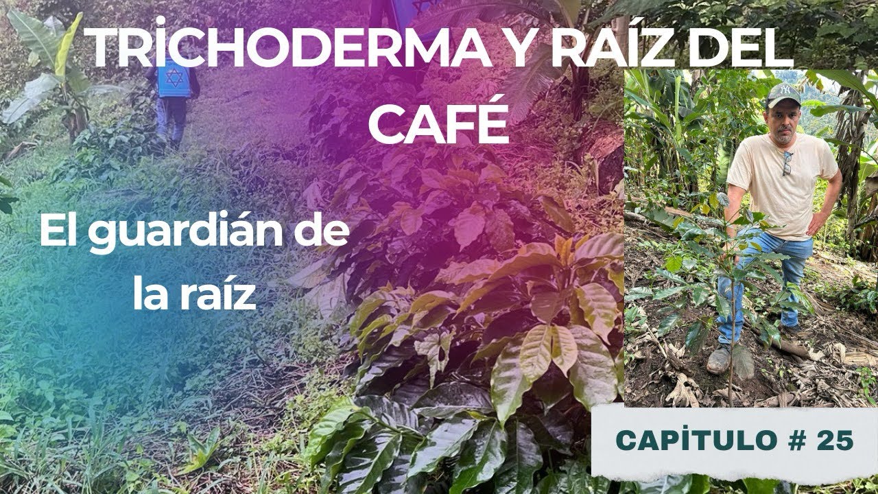 ¿Puede el Trichoderma salvar tu cafetal desde el suelo? #suelovivo #coffee 