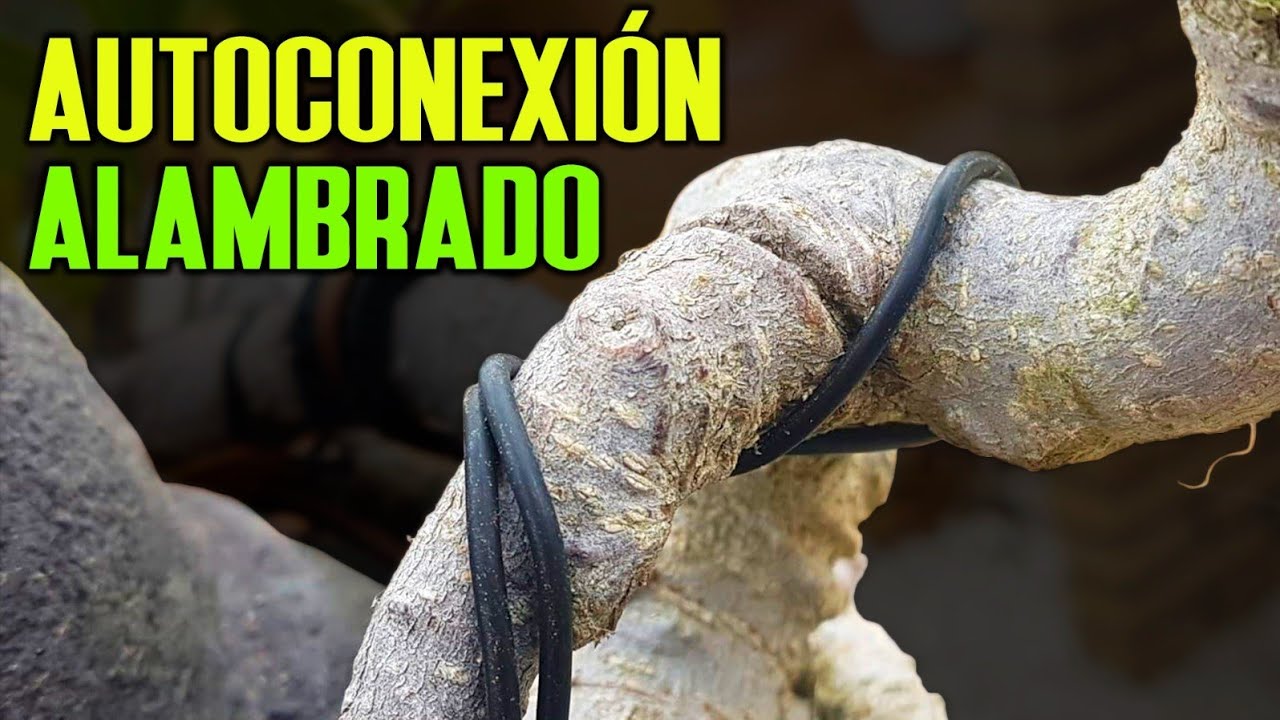 Cómo alambrar una rama sin conexión