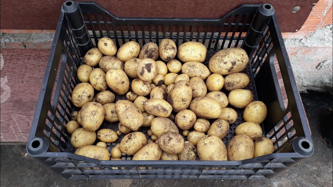 Colheita de batata inglesa e dicas de como plantar.