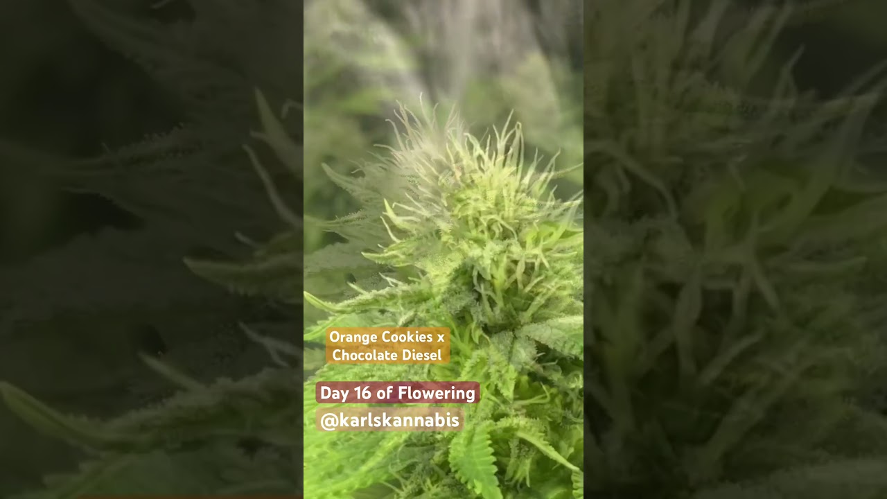 Orange Cookies x Chocolate Diesel Cannabis Strain - Flowering Day 16 Medical Marijuana