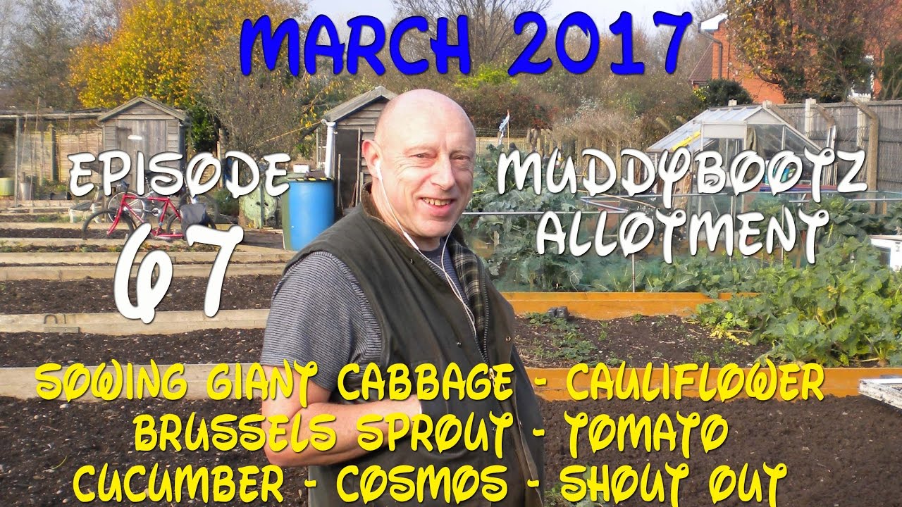 MuddyBootz Allotment #67 - Giant Cabbage, Cauliflower, Sprout, Cosmos, Tomato & Cucumber