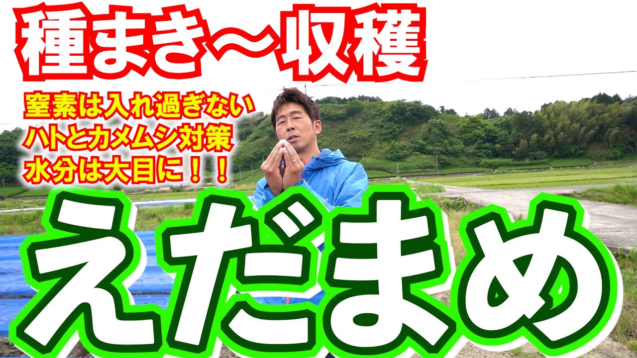 【枝豆】【永久保存版】農家が教える枝豆の栽培から収穫まで。