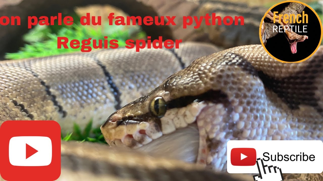 Le python Reguis spider avec des probl&egrave;me g&eacute;n&eacute;tiques je vous le montre