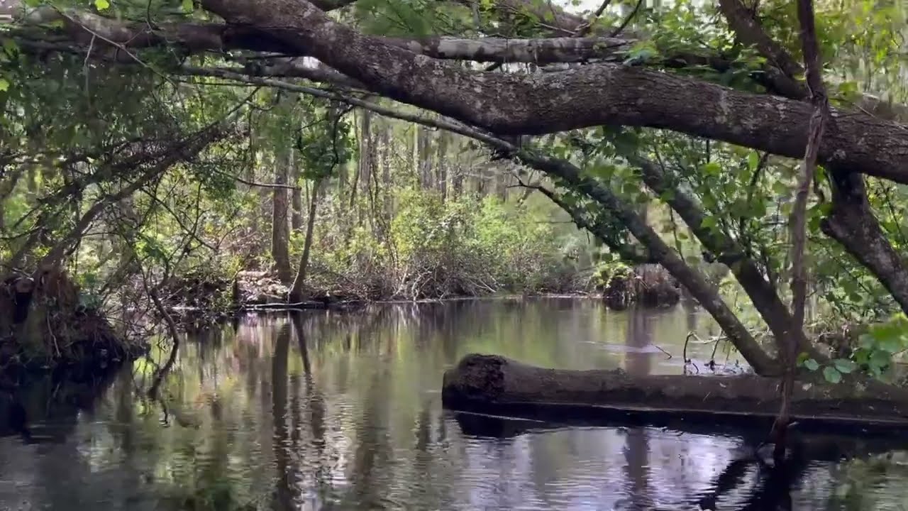 Suwannee River Trip [Part 1]