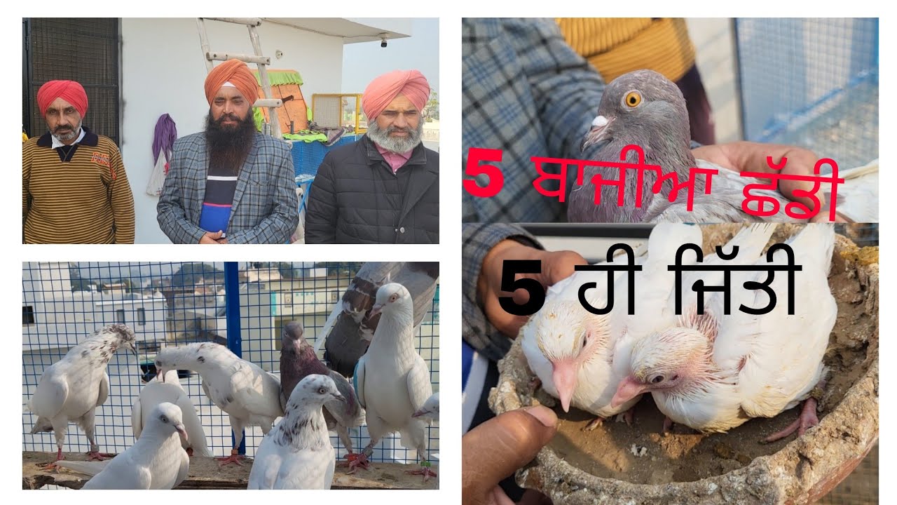 ਸ਼ੇਰਾ USA ਤੇ ਕਰਨੈਲ ਦਰਵੇਸ਼ ਪਿੰਡ ਵਾਲੇ ਕਬੂਤਰ.. 098883 06910.. Bahut hi vadia kabooter ne veer kol..