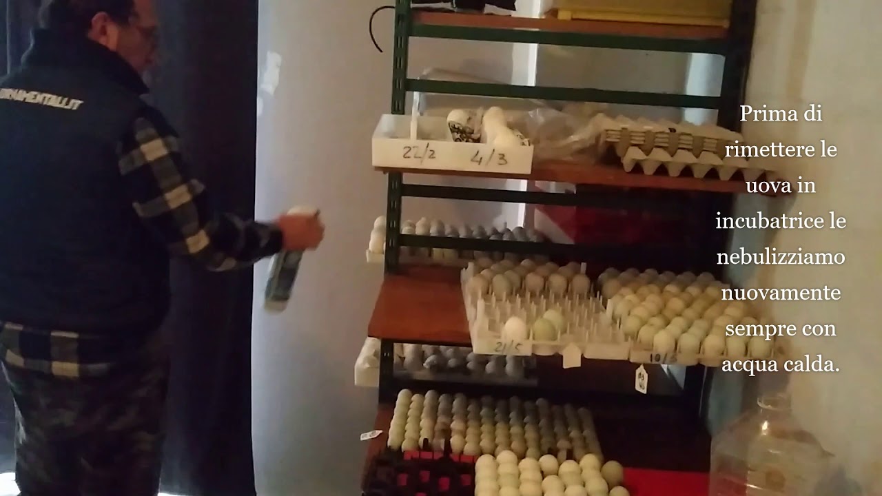 Come raffreddare le uova di Anatra e Oca in incubazione.