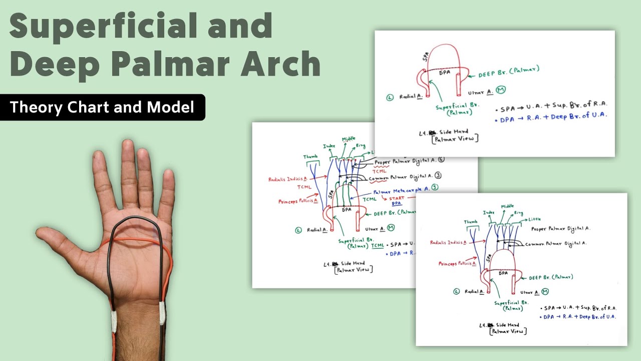 Superficial and Deep Palmar Arch | 1/2 | Hand Blood Supply | TCML Anatomy