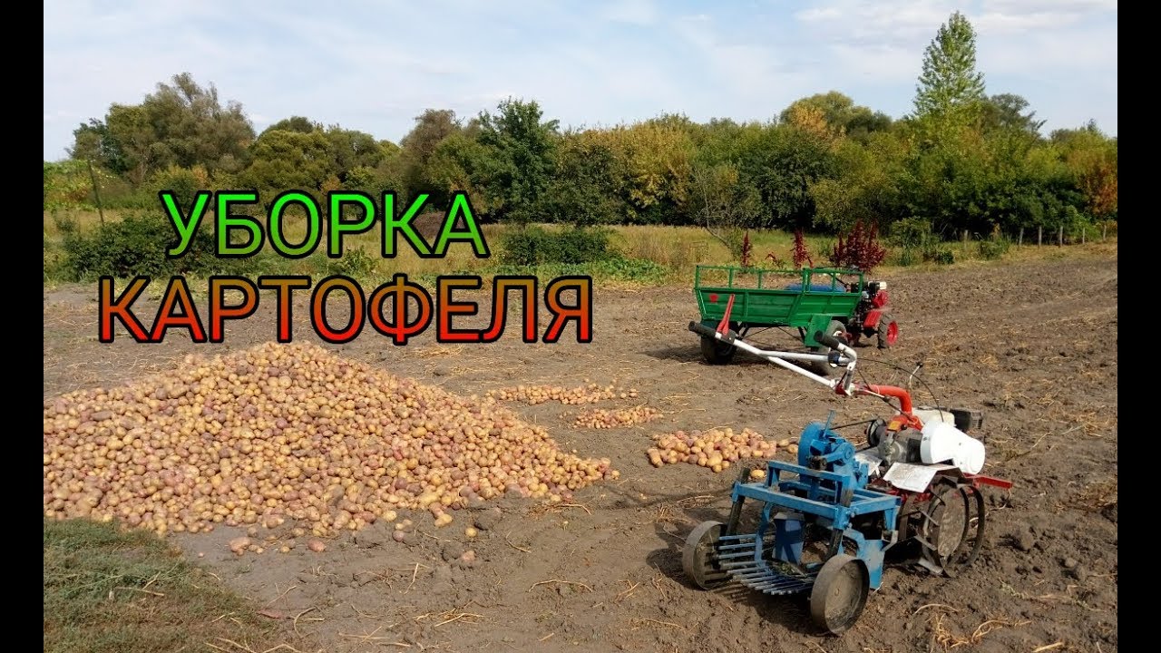 Уборка Картофеля Модернизированной Копалкой ПОЛТАВСКАЯ и Мотоблоком ФАВОРИТ
