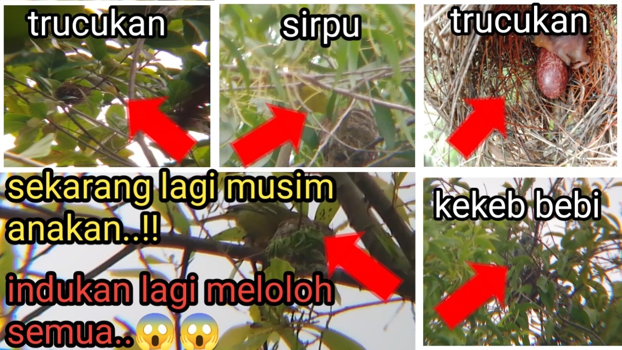 Wow hampir panen semua || sarang burung