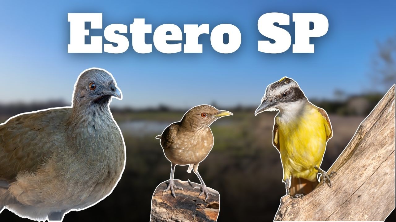 Awesome Birding at Estero Llano Grande State Park