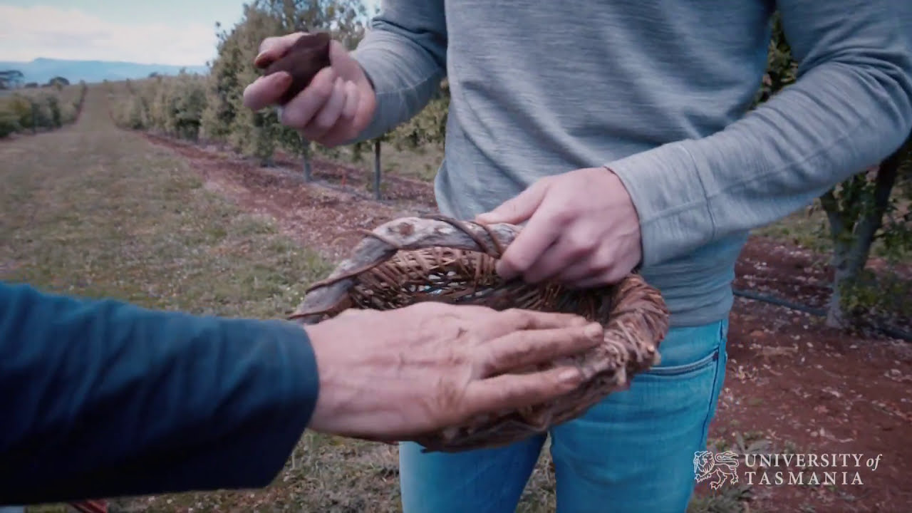 Truffle gold in Tassie | University of Tasmania