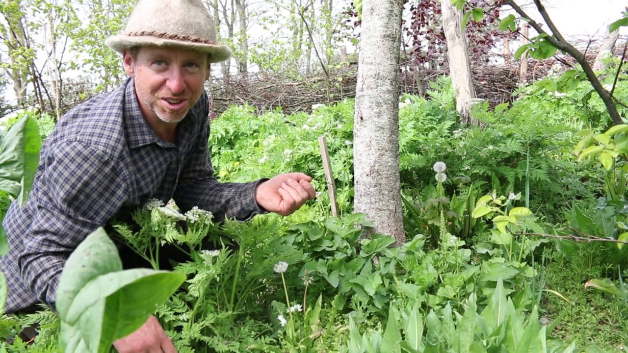Портрет многолетнего овоща: турецкая руккола (Bunias orientalis), Takkeklap