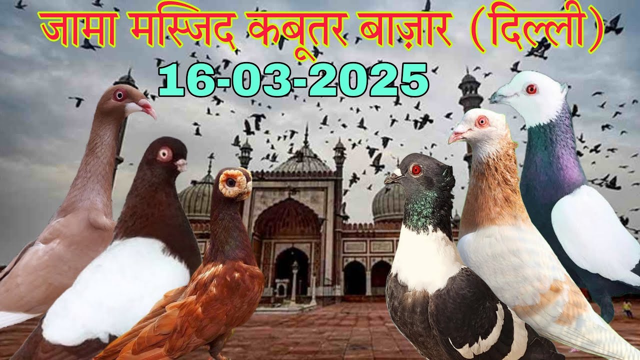 Jama masjid kabootar market Delhi 16-03-2025. भारत की सबसे बड़ी कबूतर मार्किट। दिल्ली का कबूतर बाज़ार।