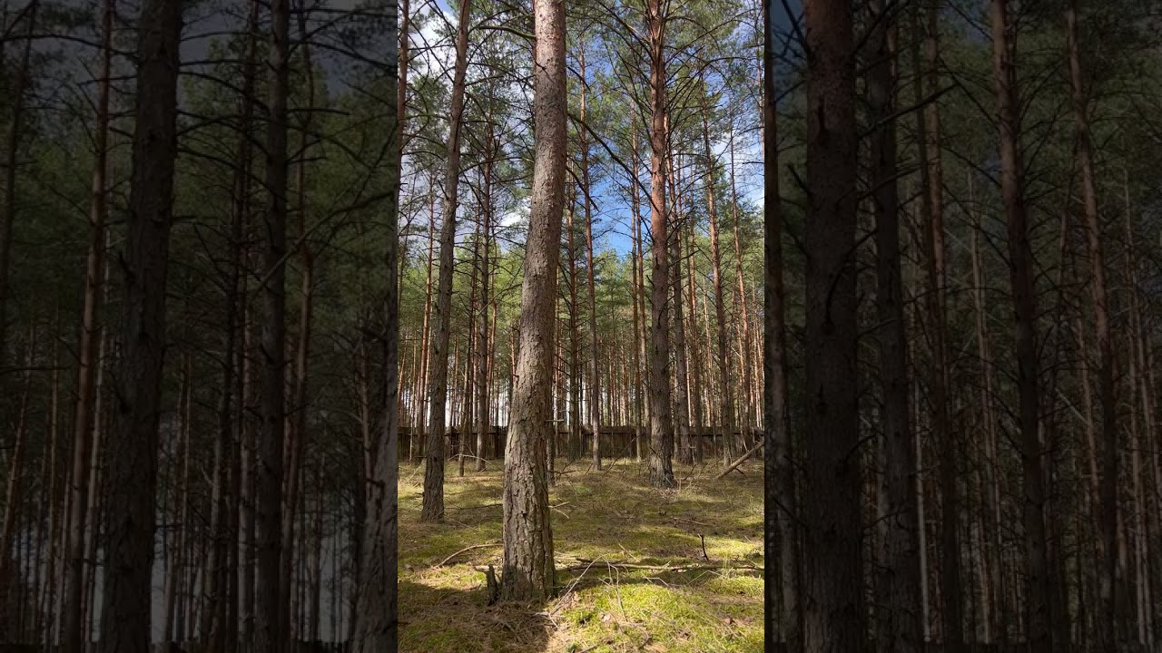 Spring Forest Wind 🌬️ Trees Swaying in Nature