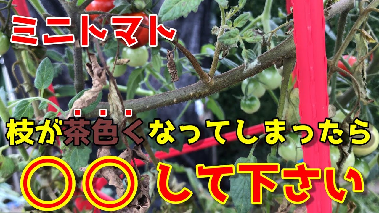 【ミニトマト】枝が茶色くしおれてしまう原因と対処方法教えます　【プランター】