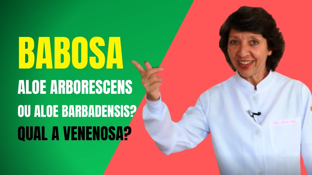 BABOSA - ALOE ARBORESCENS OU ALOE BARBADENSIS? QUAL A MELHOR?