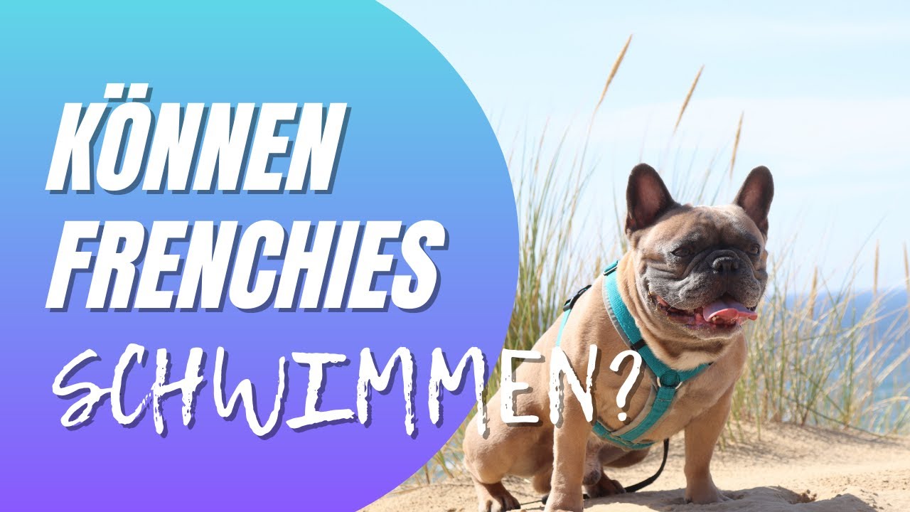 Können Frenchies schwimmen? Wir klären auf! Französische Bulldogge