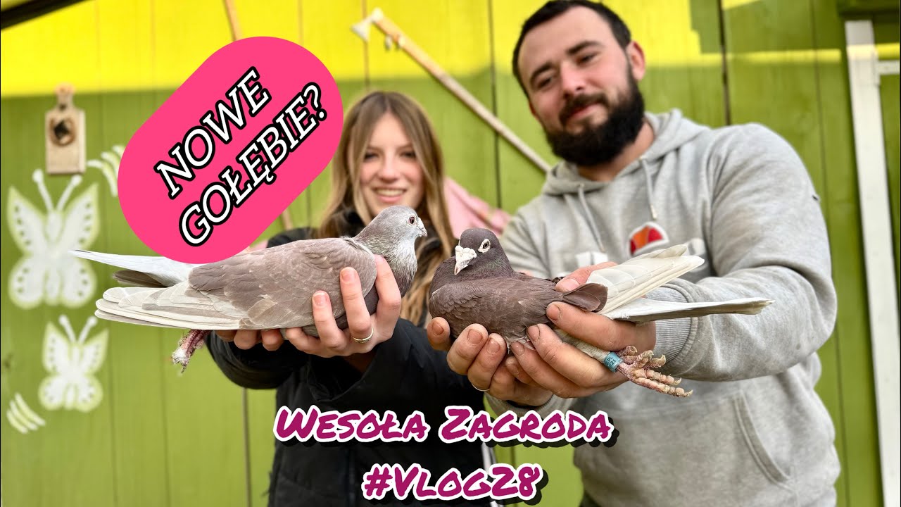 POWIĘKSZENIE HODOWLI GOŁĘBI POCZTOWYCH 🕊️ | mini zoo | Wesoła Zagroda #vlog28