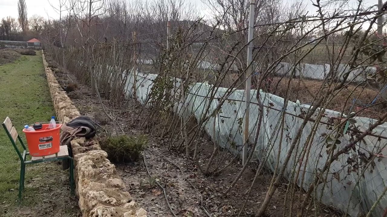 Весенняя обрезка роз, часть 4 окончание, Питомник Роз Полины Козловой rozarium.biz