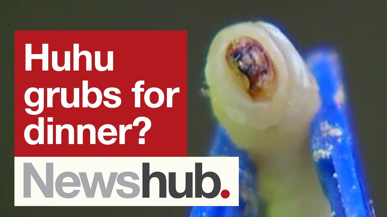Huhu on the menu? Scientists discover the health benefits of the huhu grub | Newshub