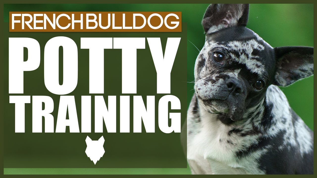 Как приучить французского бульдога к туалету
