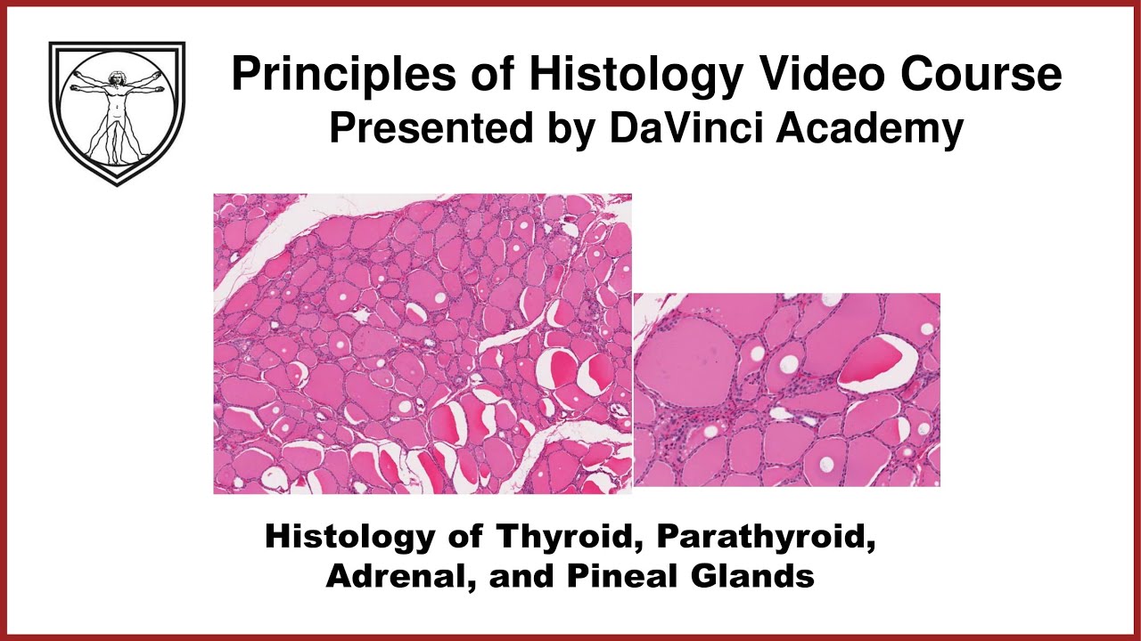 Histology of Thyroid, Parathyroid, Adrenal, and Pineal Glands [Endocrine Histology 2 of 2]