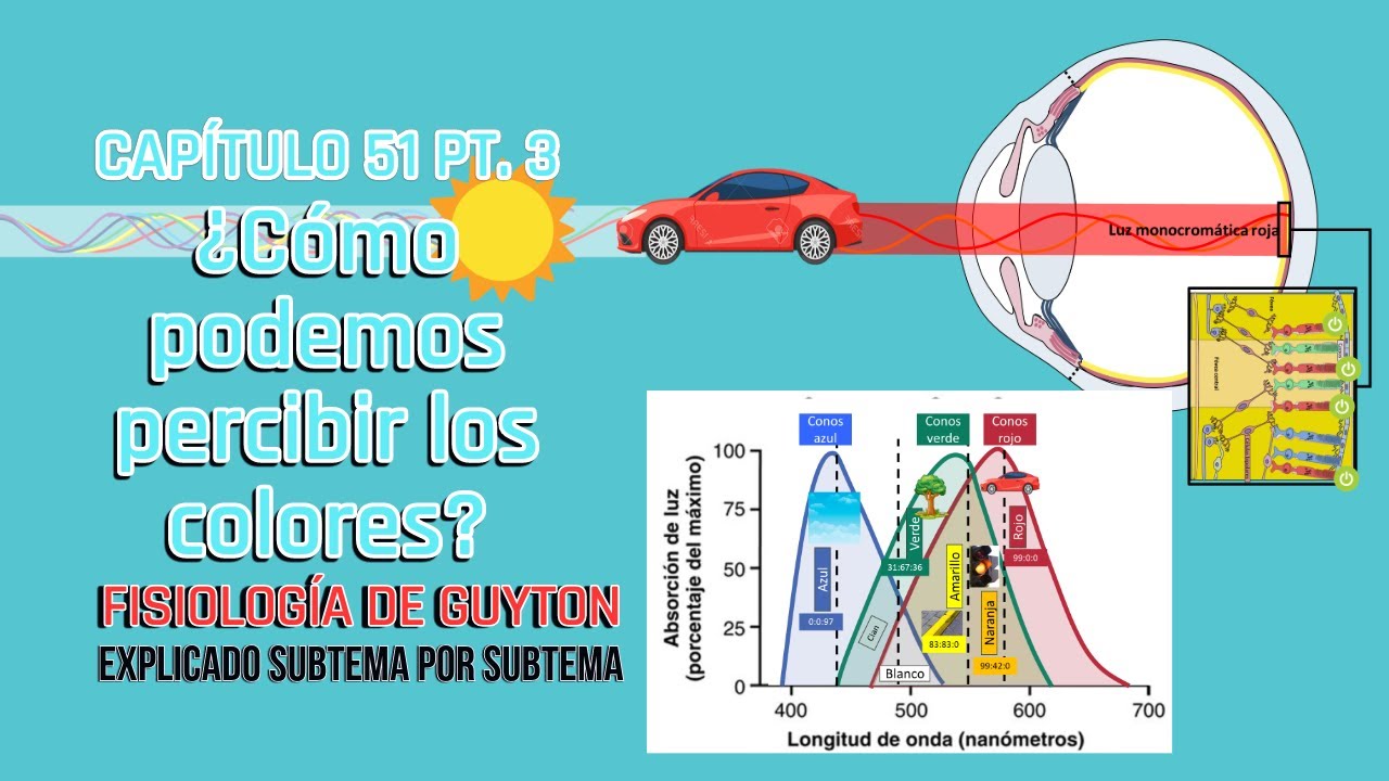 CAP 51 3/4: ¿Cómo podemos percibir los colores? l Fisiología de Guyton