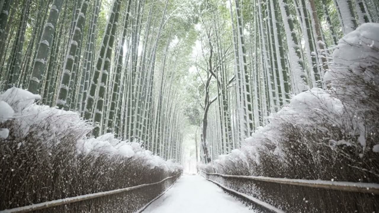 Relaxing BGM] The White Bamboo Path