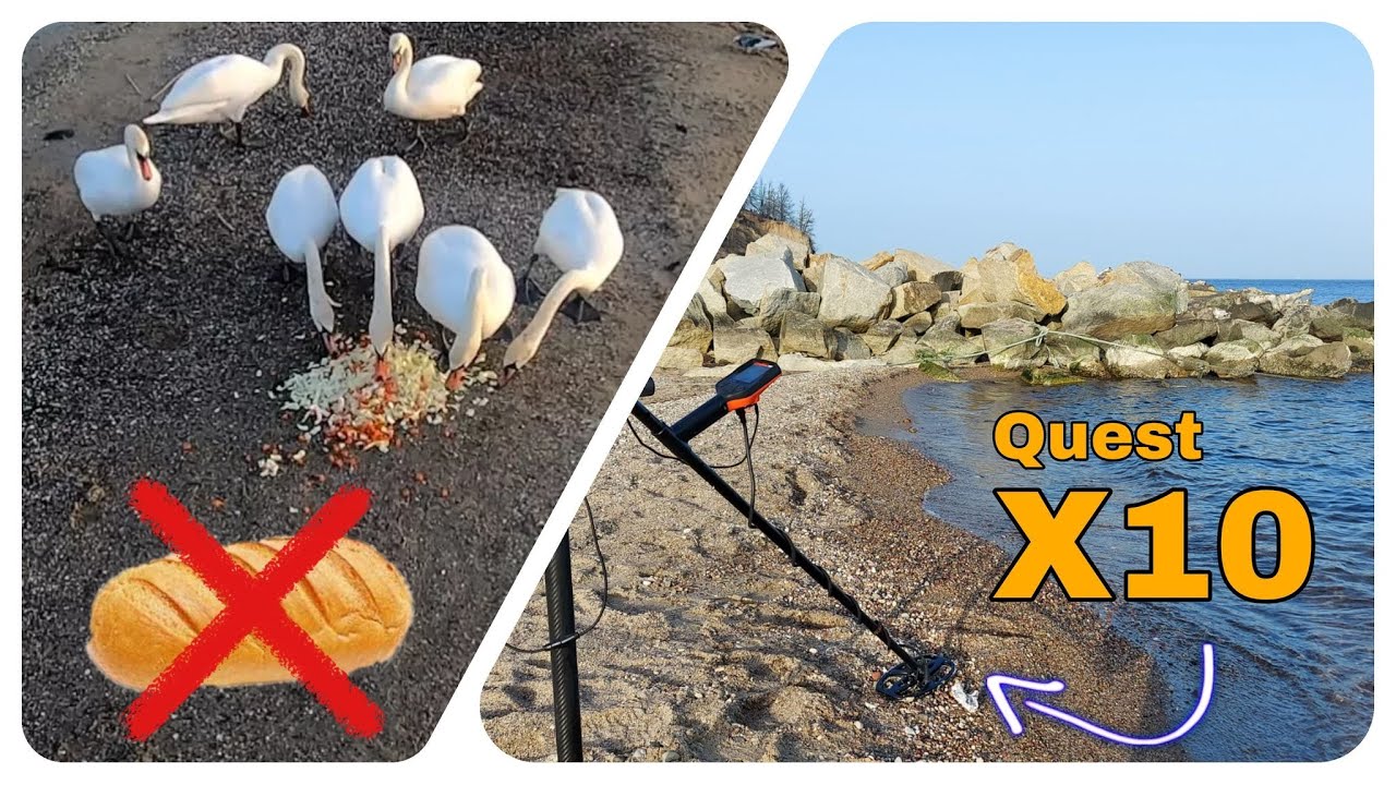 Wykrywacz metali Quest X10 - Poszukiwania na plaży i czym nie karmić łabędzi! - Odcinek 78