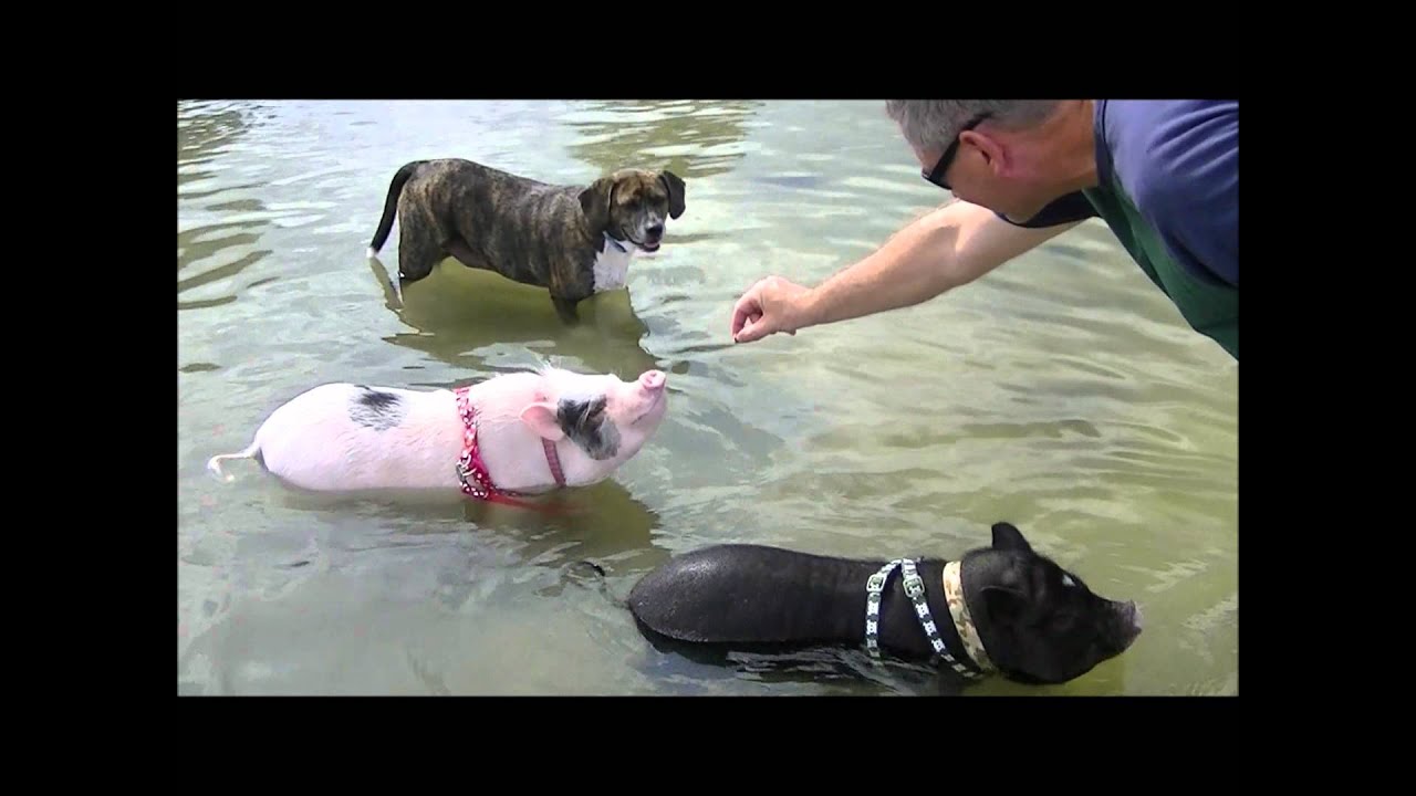 Mini Pigs at the Dog Beach Begging for Food (Prissy and Bomber Show)