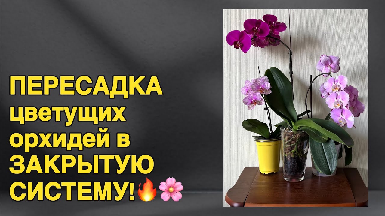 Закрытая система | Двойные горшки | Пересадка