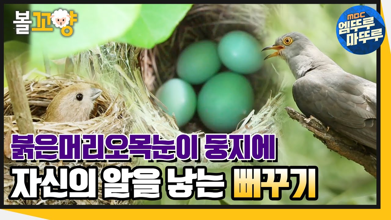 [다큐플렉스] 붉은머리오목눈이 둥지에 알을 낳는 뻐꾸기 #엠뚜루마뚜루 #볼꼬양 MBC210910방송