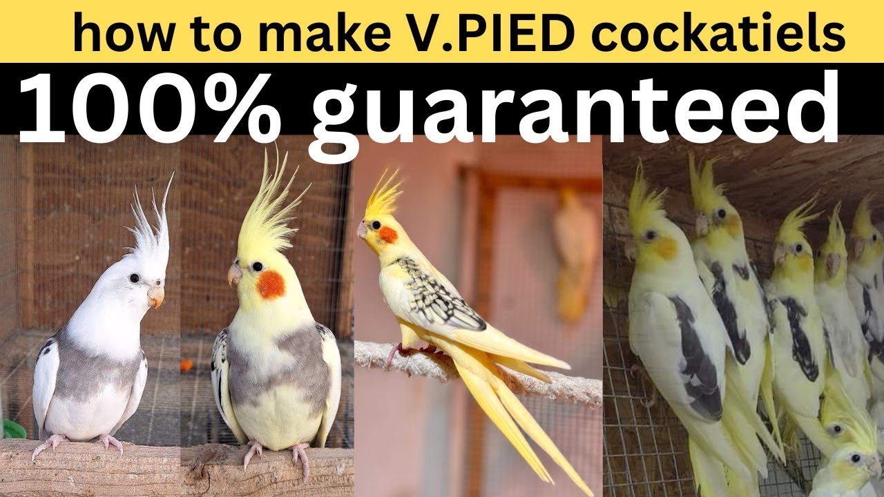 How to make vpied Cockatiels | December 6, 2024