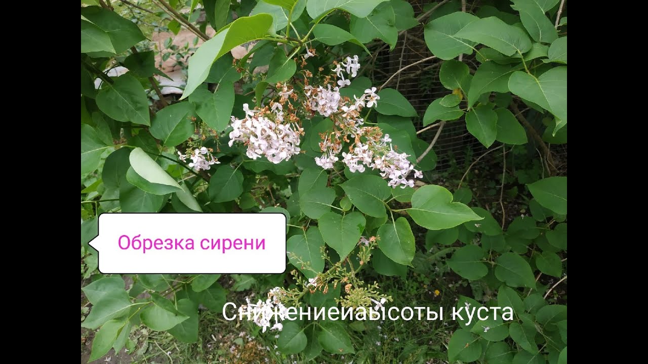 Как  обрезать сирень после цветения?Снижение высоты куста привитой и корнесобственой сирени.