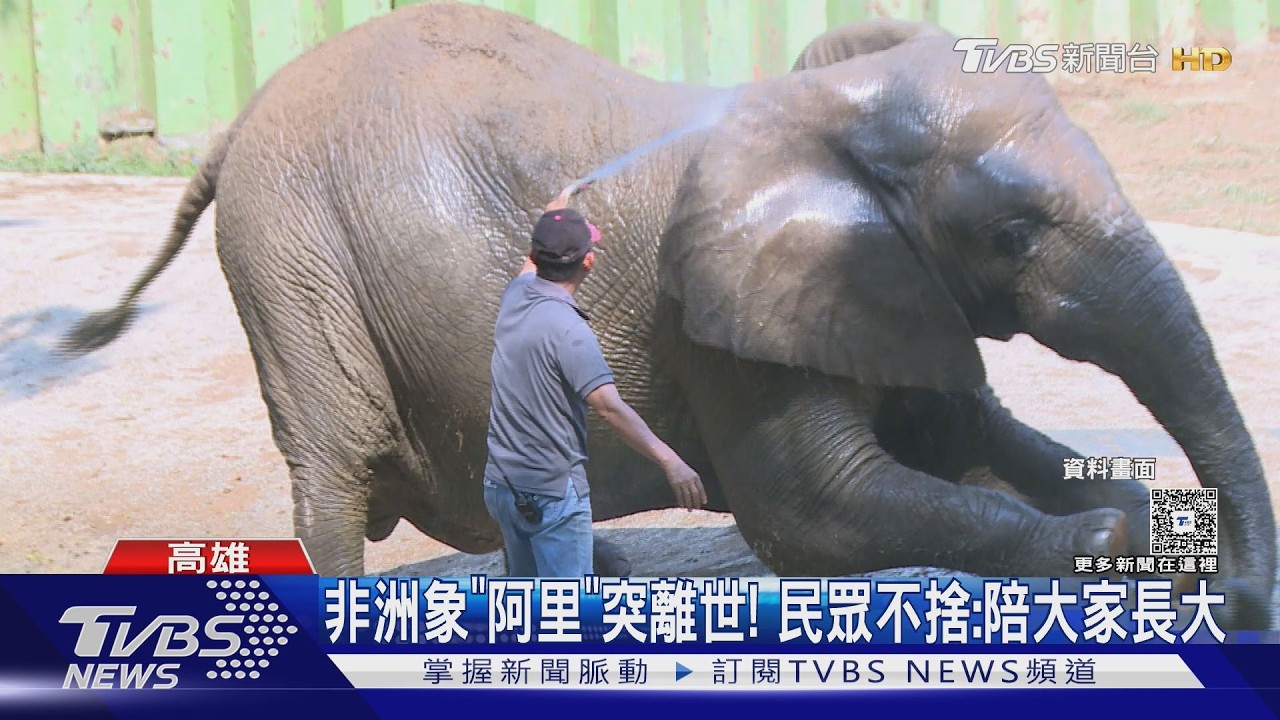 再見「阿里」! 壽山動物園非洲象離世 享年52歲｜TVBS新聞 @TVBSNEWS02
