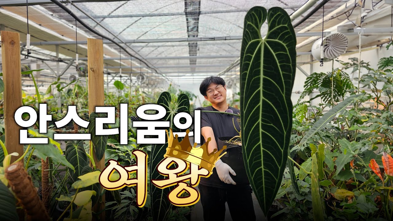 맛있으면 바나나🍌 바나나는 길어🤥 길면 와로퀘아넘