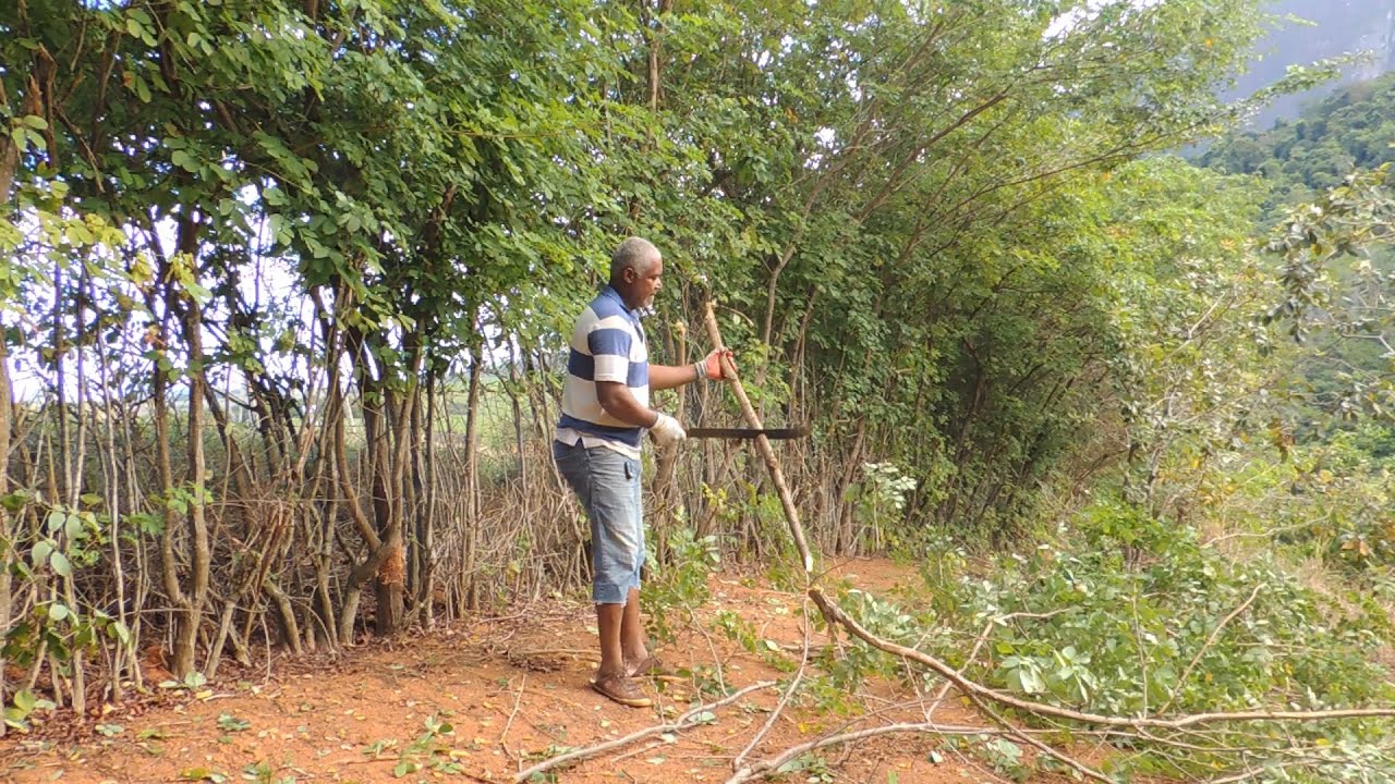 Como plantar Cerca viva | Sessão do campo?