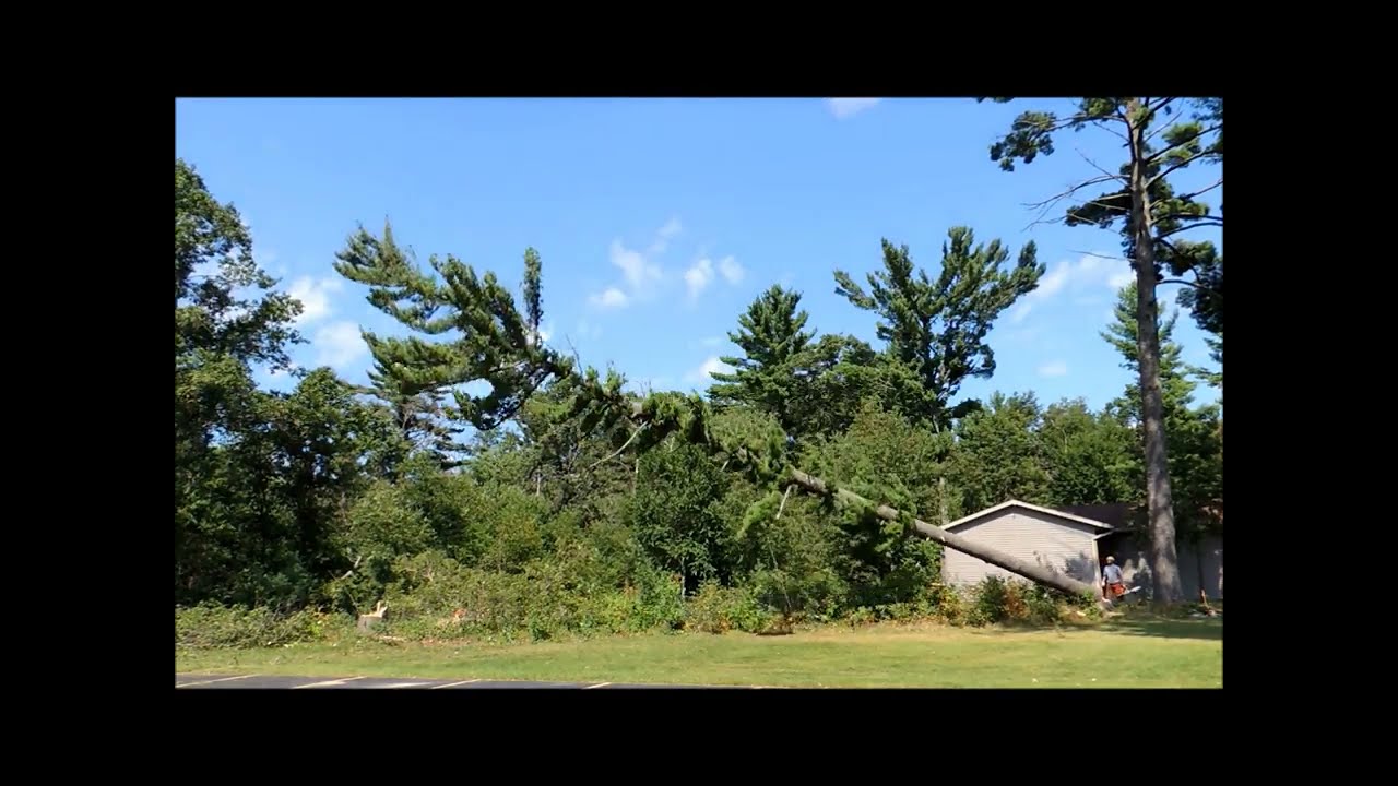 Eagle Tree Care felling trees old school