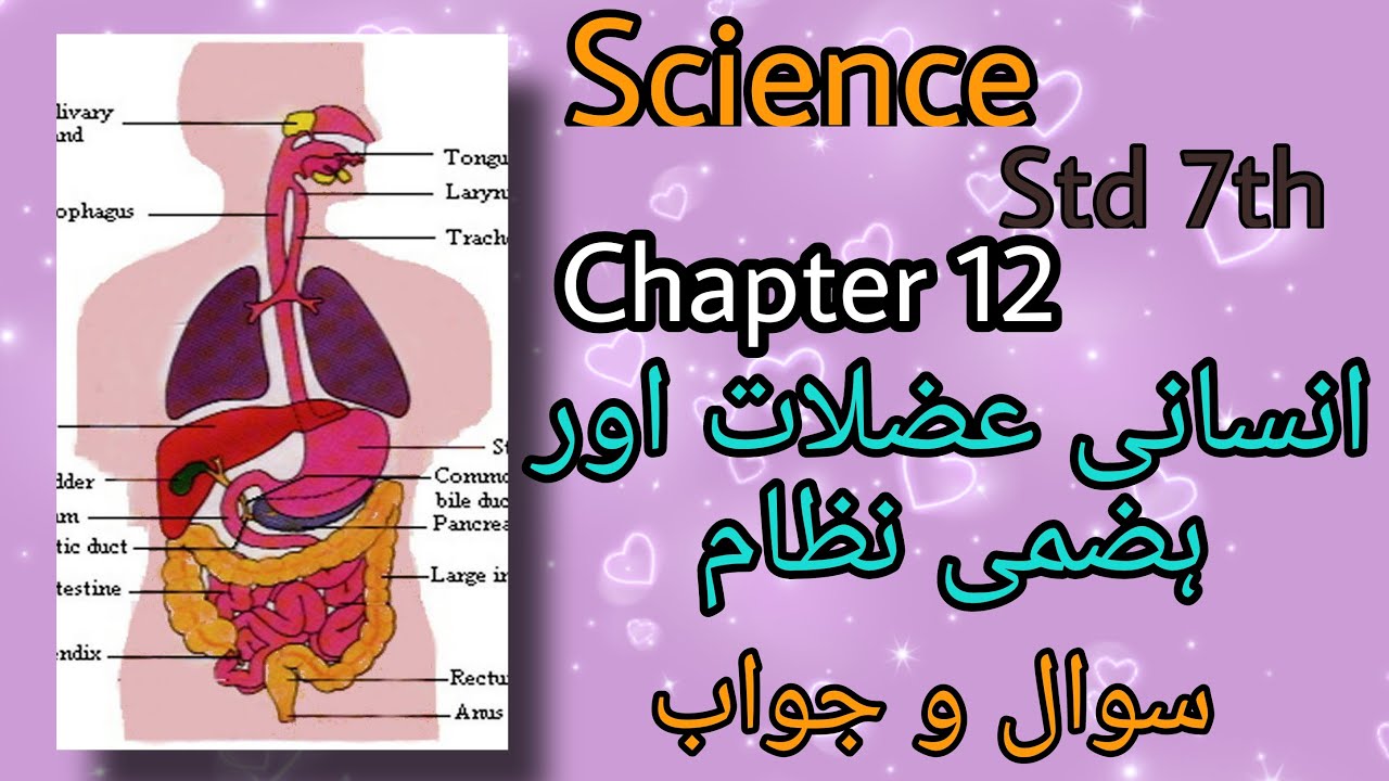 URDU Medium | Science Std. 7th | Chapter 12 | Human Uzlat aur Hazmi Nizam | Sawal Jawab