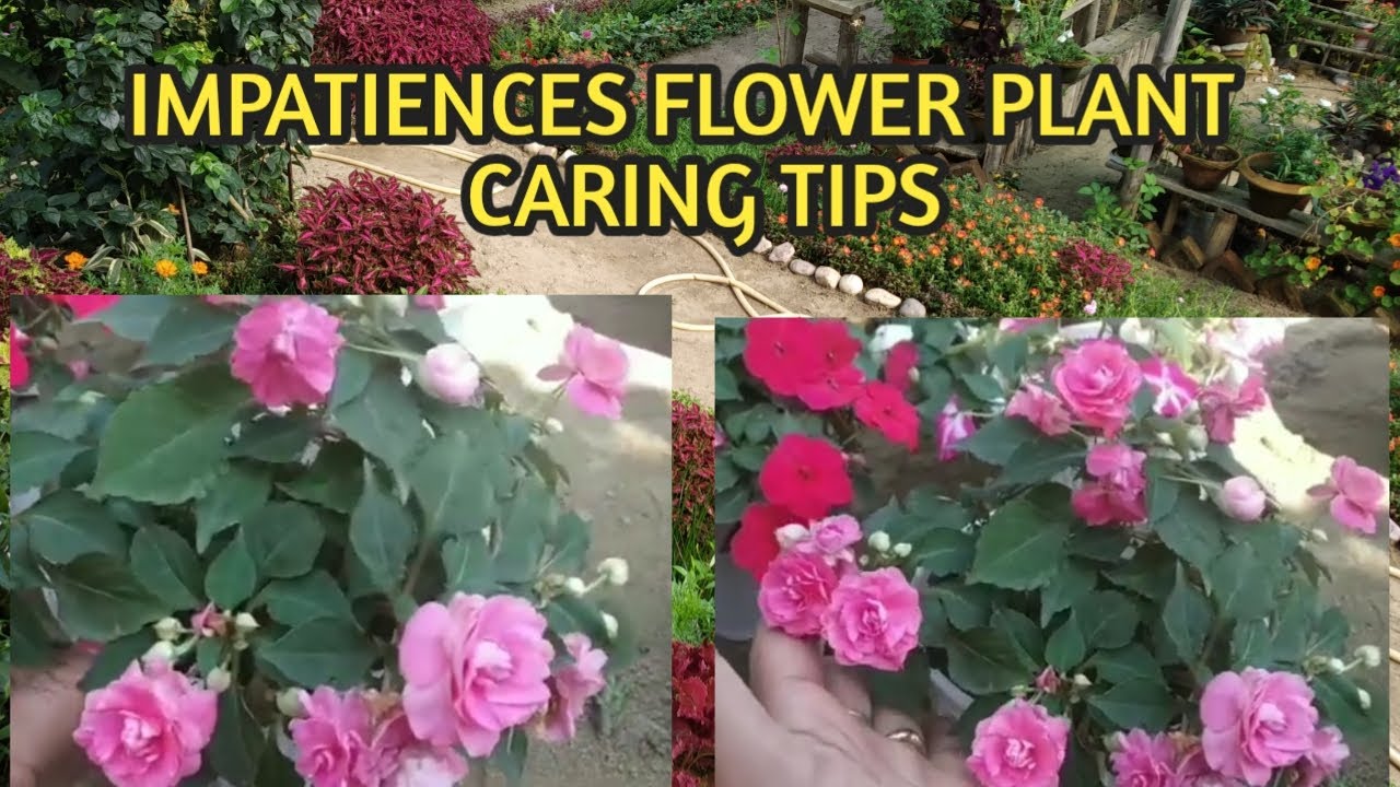 Double Impatiens flower plant🌸how to care and how to get many blooms tips 🌹😊