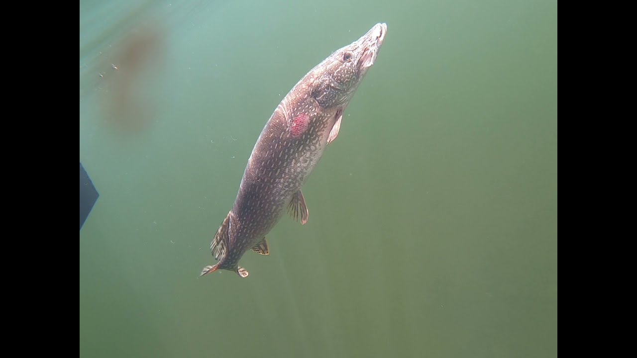 HUGE PIKE has MY Walleye in his mouth! | Saskatchewan Fishing | Tobin Lake June 2021