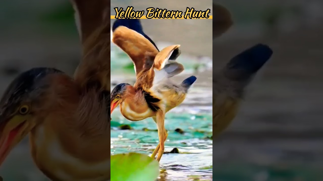 Yellow bittern bird fishing 