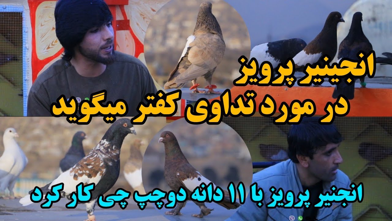 شوق | انجنیر پرویز ۱۱ دانه دوچپ را چی کرد . امراض کفتر  تداوی  . ادویه - Engineer Parviz's pigeons