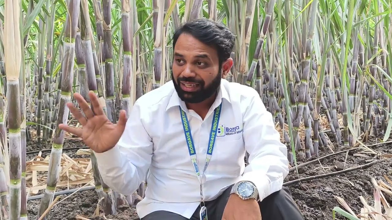 ऊसाला कॅलशियम चा डोस कधी लागतो?#borgave_technology #ऊस #vastad_kit #वस्ताद_किट 