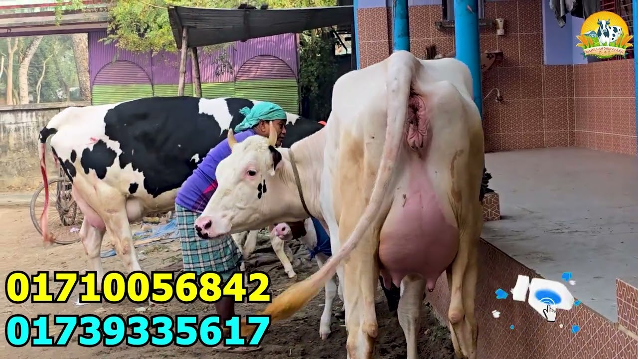 উন্নত জাতের ২ টি ফ্রিজিয়ান গাভীর দাম জানুন  ।  সংগ্রহ করলেন জামালপুর ও বগুড়া থেকে ।