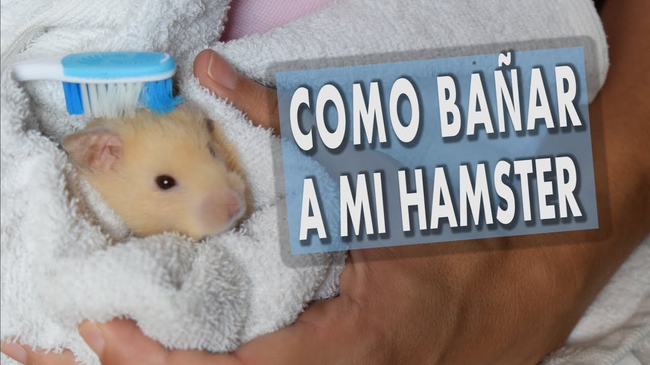 Como Bañar a mi Hamster
