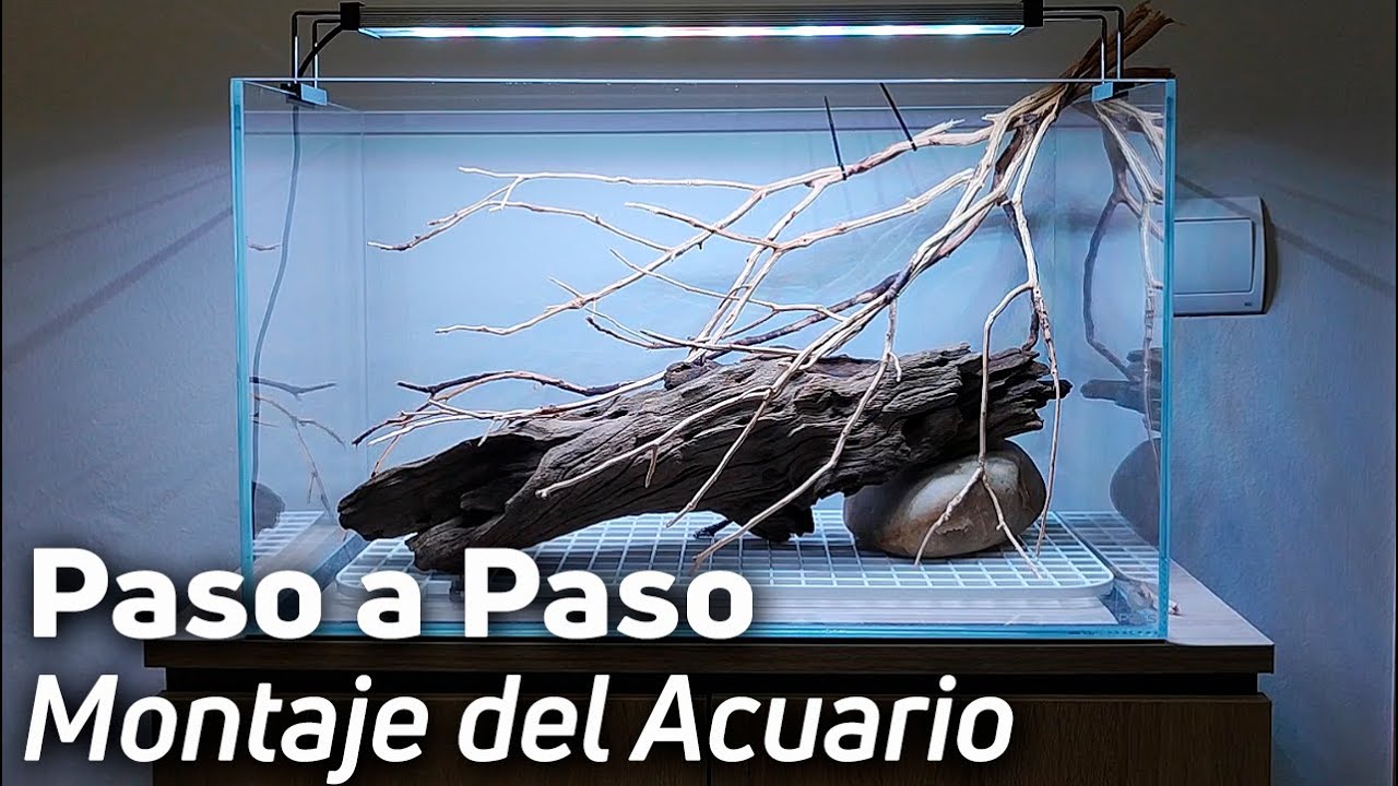 Cómo Montar un Acuario Desde Cero Fácil y Bonito | Guía Práctica