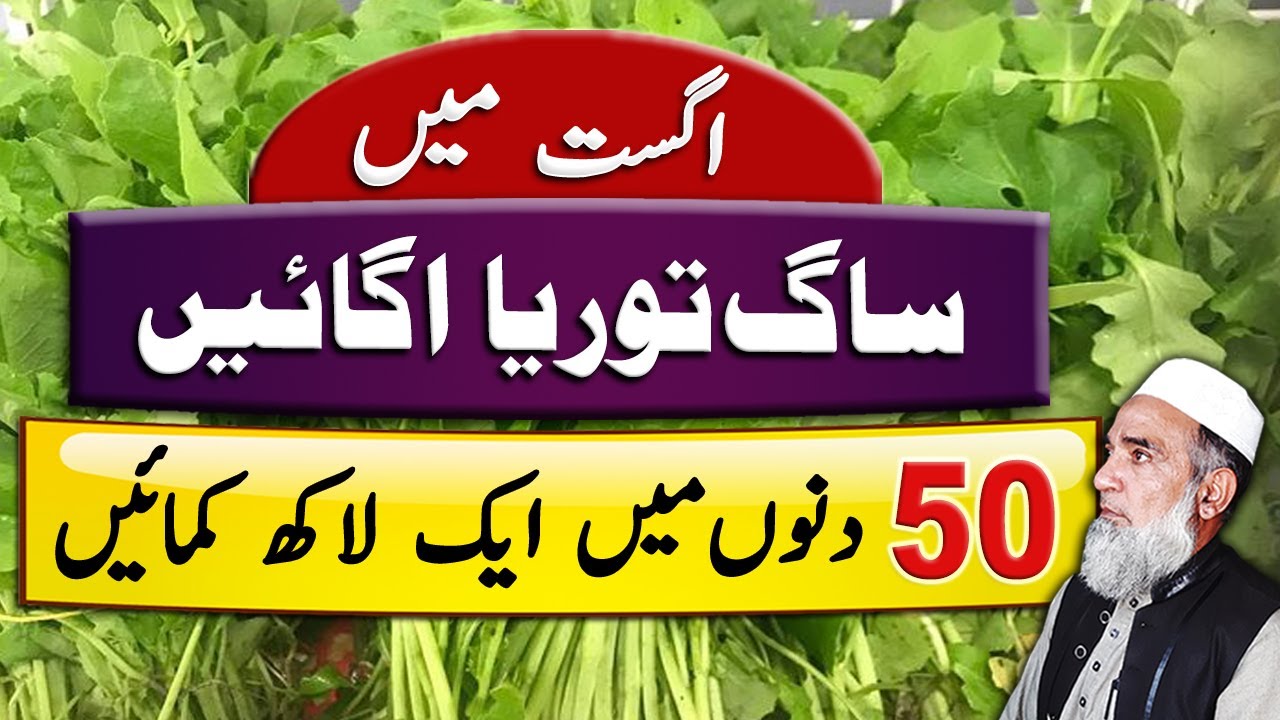 Profitable farming of Saag Toria (Brassica campestris) | Crop Reformer